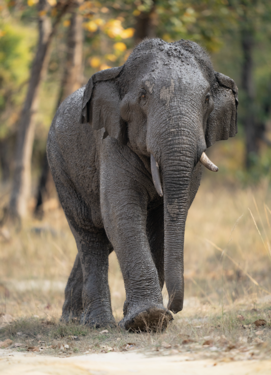 Elephant | Ameliya Safaris